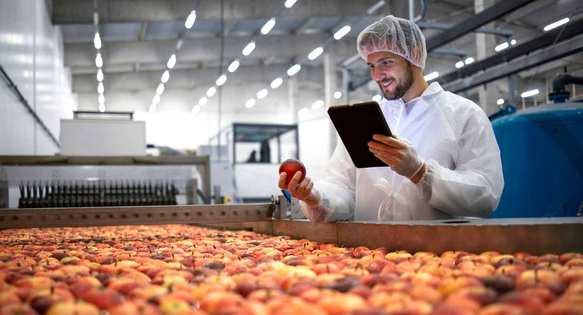 agricultural facility man working with apples on conveyer belt inspecting